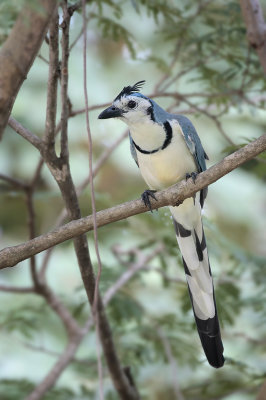 White-throated Magpie-jay