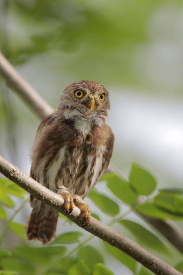 Ferruginous Pygmy-Owl