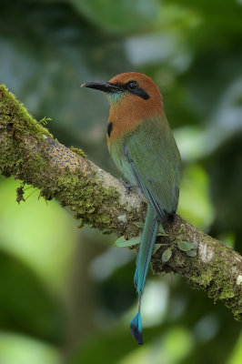 Broad-billed Motmot