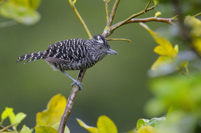 Barred Antshrike