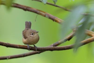 House Wren