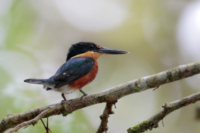 American Pygmy Kingfisher