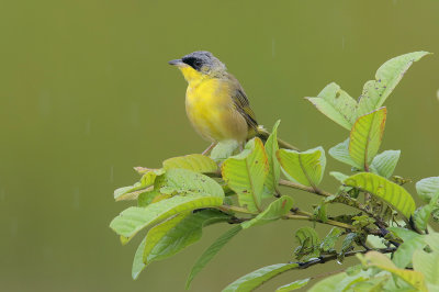 Gray-crowned Yellowthroat