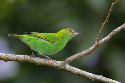 Rufous-winged Tanager (female)