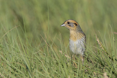 Nelson's Sparrow