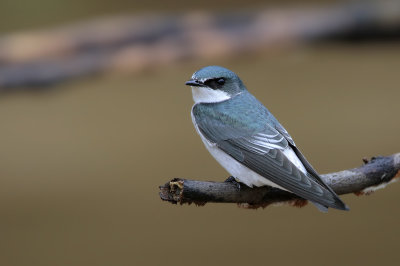 Mangrove Swallow