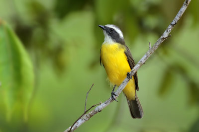 Social Flycatcher