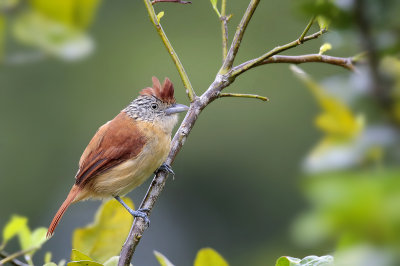 Barred Antshrike (female)