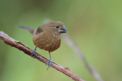 Thick-billed Seed-Finch (female)