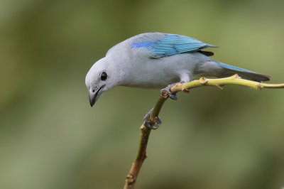 Blue-gray Tanager