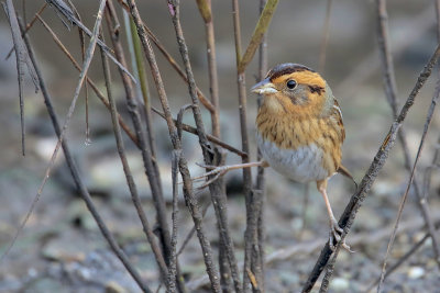 Nelson's Sparrow