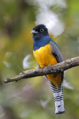 Gartered Trogon