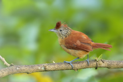 Barred Antshrike (female)