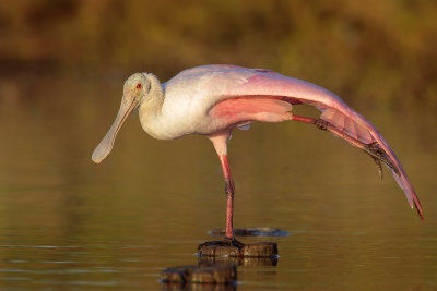 Roseate Spoonbill