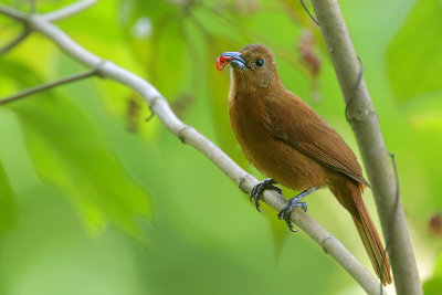 White-lined Tanager (female)