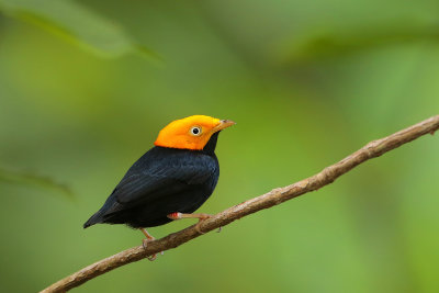 Golden-headed Manakin