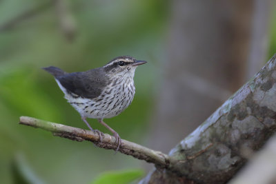 Northern Waterthrush