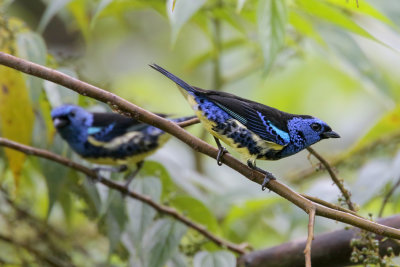 Turquoise Tanager