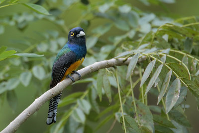 Guianan Trogon