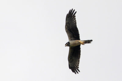 Long-winged Harrier