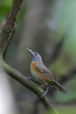 Rufous-breasted Wren