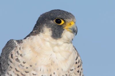 Peregrine Falcon