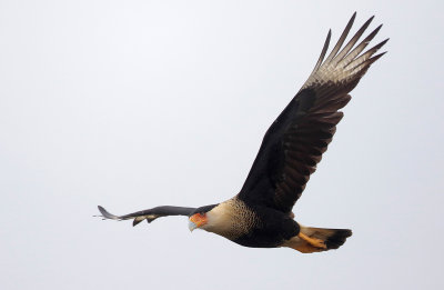 Crested Caracara