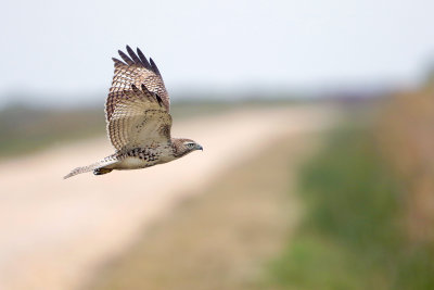 Red-tailed Hawk