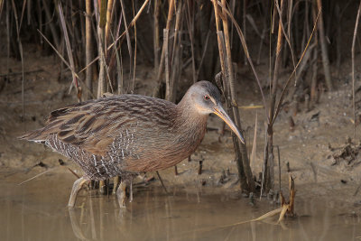 Clapper Rail