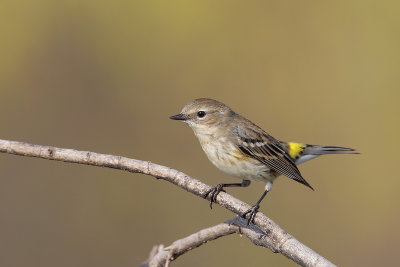 Yellow-rumped Warbler