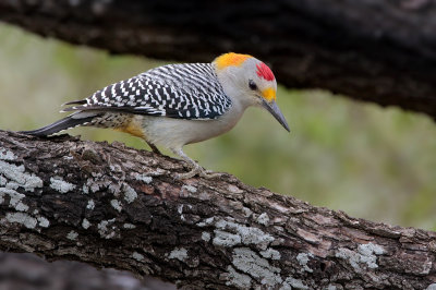 Golden-fronted Woodpecker