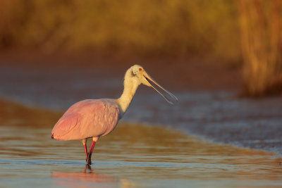 Roseate Spoonbill