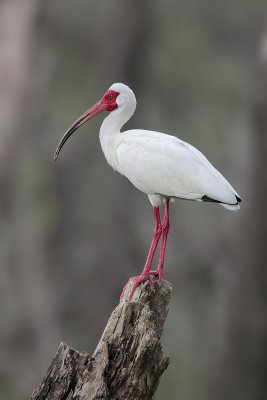 White Ibis