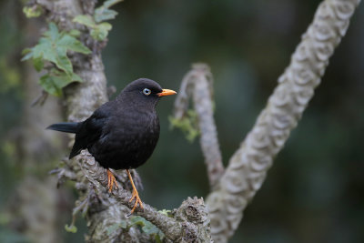 Sooty Thrush