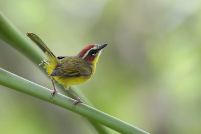 Rufous-capped Warbler