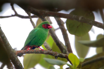 Grass-green Tanager