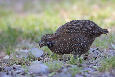 Spotted Wood-Quail