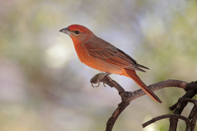 Hepatic Tanager