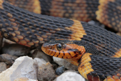 Broad-banded Water Snake