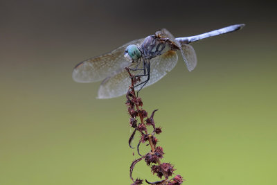 Blue Dasher