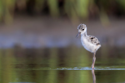 Black-necked Stilt