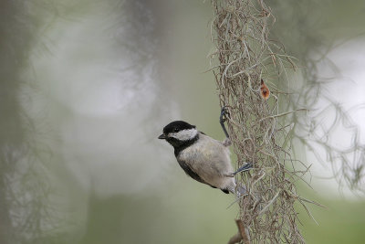 Carolina Chickadee