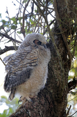 Great Horned Owl