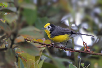 Golden-fronted Whitestart