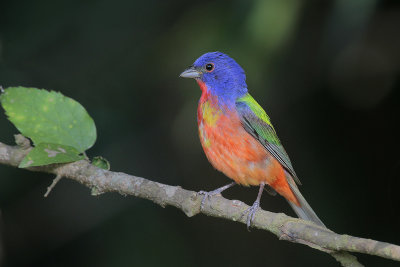 Painted Bunting