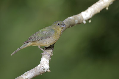 Painted Bunting