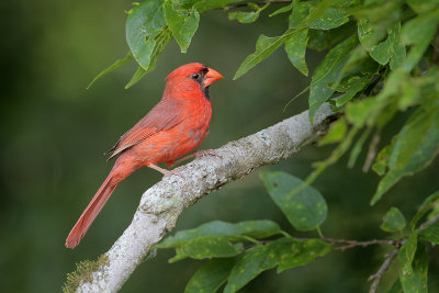 Northern Cardinal