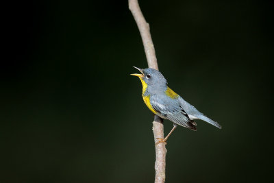 Northern Parula