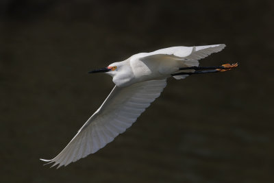 Snowy Egret