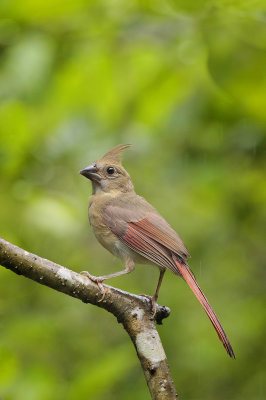 Northern Cardinal